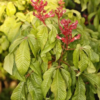SARCOCCOCA humilis