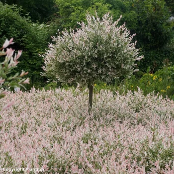 SALIX integra Flamingo