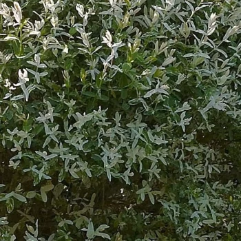 SALIX integra Hakuro Nishiki