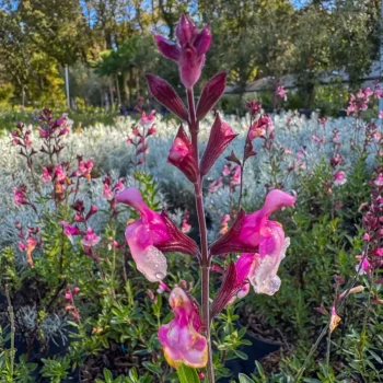 SALVIA x jamensis Shell Dancer
