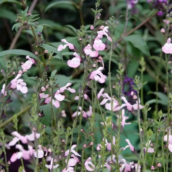SALVIA microphylla Amethyst Lips