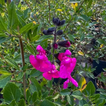 SALVIA microphylla Pink Blush