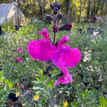 SALVIA microphylla Pink Lips