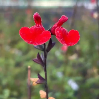 SALVIA microphylla Royal Bumble