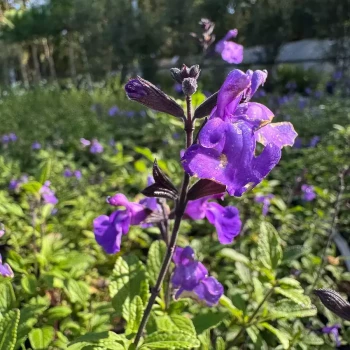 SALVIA microphylla So Cool Purple