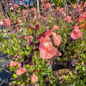 SALVIA microphylla Ribambelle