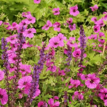 SALVIA nemorosa Caradonna Pink