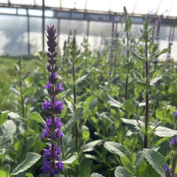 SALVIA nemorosa Caradonna