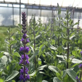 SALVIA nemorosa Caradonna