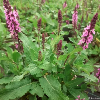 SALVIA nemorosa Pink Beauty