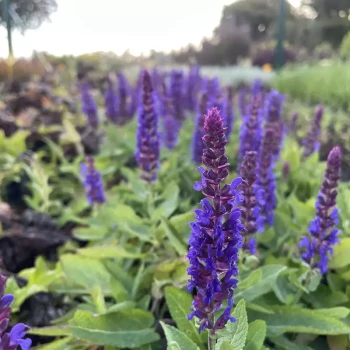 SALVIA nemorosa Sensation Compact Deep Blue
