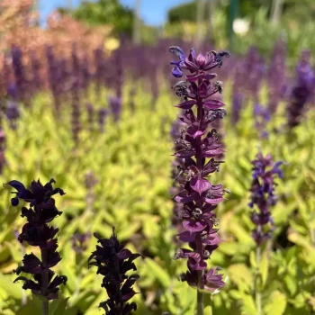 SALVIA nemorosa Sensation Compact Violet