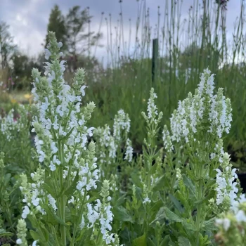 SALVIA nemorosa Sensation Compact White