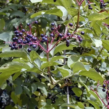 SAMBUCUS nigra 'Aurea'