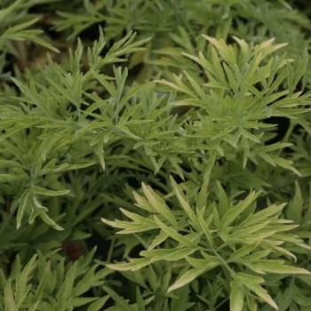 SAMBUCUS nigra Golden Tower