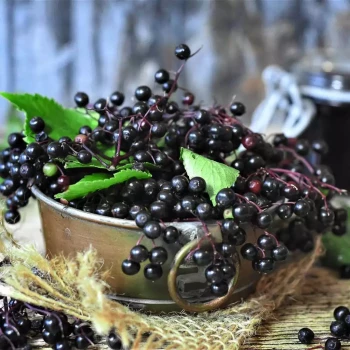 SAMBUCUS nigra