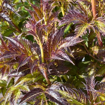 SAMBUCUS nigra Serenade