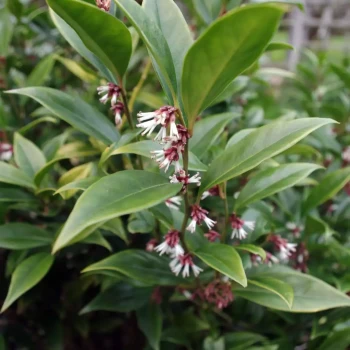 SARCOCCOCA orientalis
