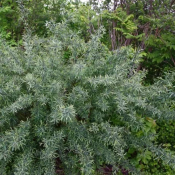 SALIX purpurea Nana
