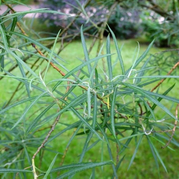 SALIX rosmarinifolia