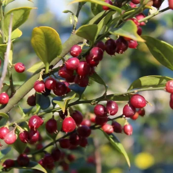SARCOCCOCA ruscifolia