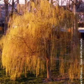 SALIX sepulcralis Chrysocoma