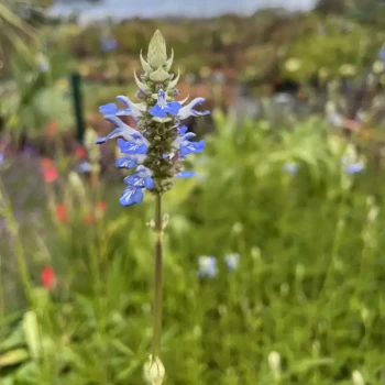 SALVIA uliginosa