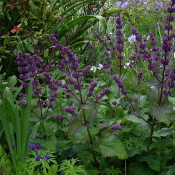 SALVIA verticillata Purple Rain
