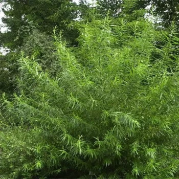 SALIX viminalis