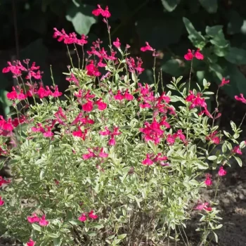 SALVIA x greggii Caramba