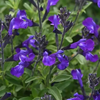 SALVIA x greggii Violet