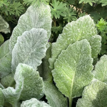 SALVIA x greggi White