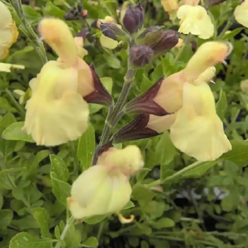 SALVIA x jamensis La Luna