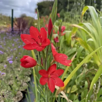 SCHIZOSTYLIS coccinea Red