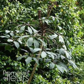 SCHEFFLERA leucantha