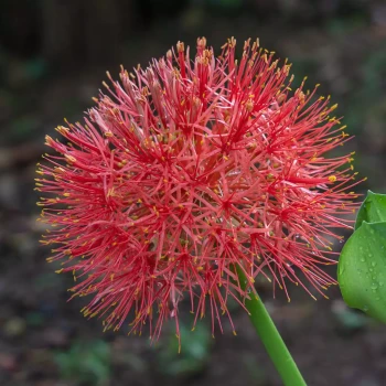 SCADOXUS multiflorus