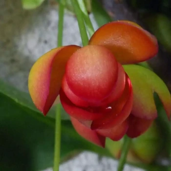 SCHISANDRA rubrifolia