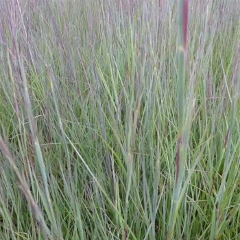SCHIZACHYRIUM scoparium Prairie Blues