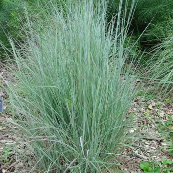SCHIZACHYRIUM scoparium Standing Ovation