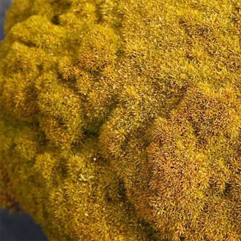 SCLERANTHUS uniflorus