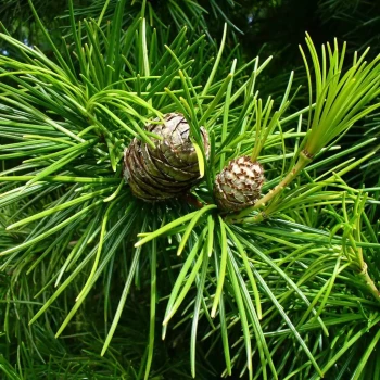 SCIADOPITYS verticillata