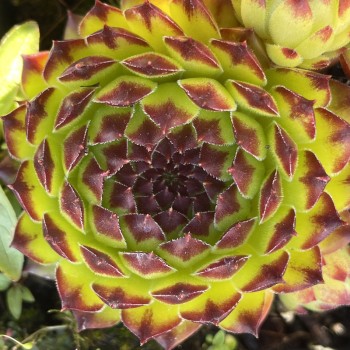 SEMPERVIVUM x Appletini