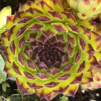 SEMPERVIVUM x Appletini