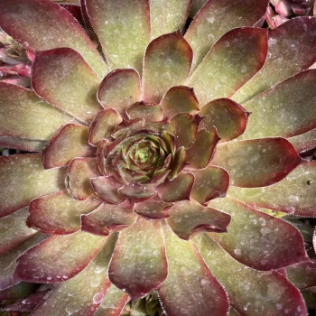 SEMPERVIVUM x Butterscotch Baby