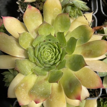 SEMPERVIVUM x Gold Nugget