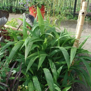 SETARIA palmifolia