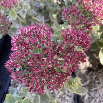 SEDUM spectabile Autumn Joy
