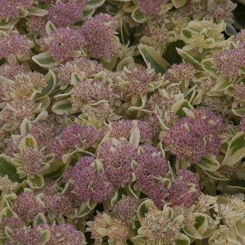 SEDUM spectabile Carl