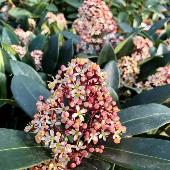 SKIMMIA japonica Rubella