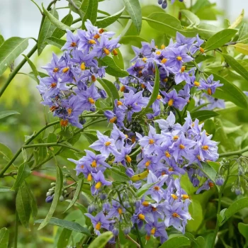 SOLANUM crispum Glasnevin